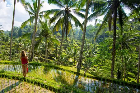 Frau bewundert die Reisfelder und Palmen auf Bali