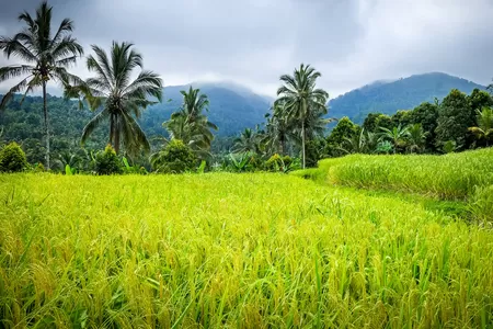 Bali Erlebnisreise: Wanderung in den Reisfeldern