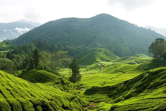 Die Malaysia Rundreise führt nach Cameron Highlands in Teeanbaugebiet