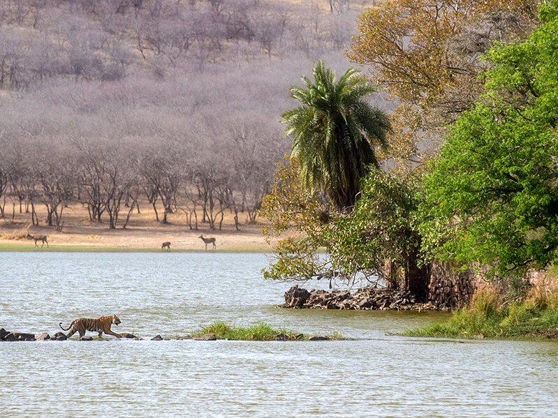 Luxus-Rundreise Indien: Im Tigerreservat und Nationalpark Ranthambore