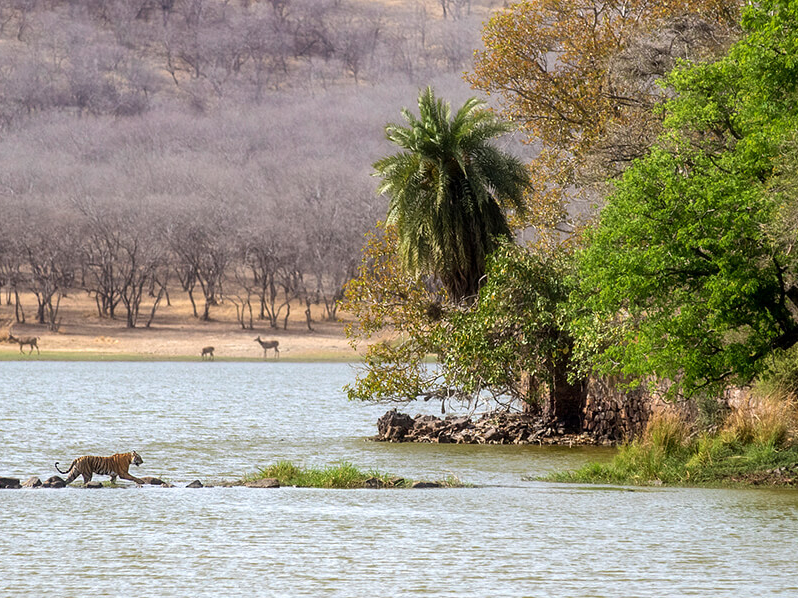 Spannender Teil einer Indien Rundreise: Safari im Tigerreservat Ranthambore