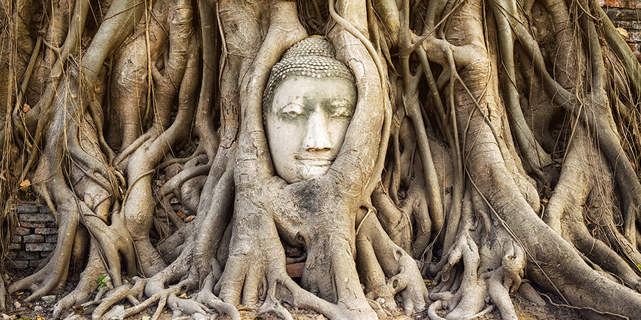 Steinernes Gesicht in Angkor, Wat den Kräften der Natur ausgeliefert