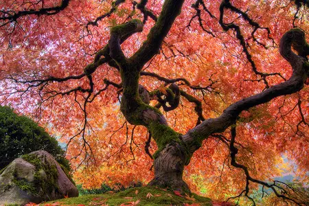 Rundreise Japan: farbenprächtige Ahornbäume im Herbst