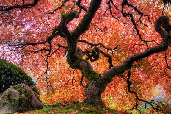 Rundreise Japan: farbenprächtige Ahornbäume im Herbst