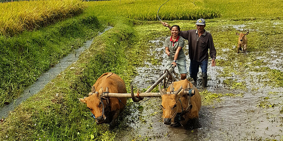 Pauschalreise Bali mit Lotus Reisen: Reisanbau hautnah miterleben