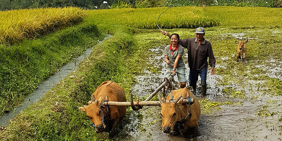Pauschalreise Bali mit Lotus Reisen: Reisanbau hautnah miterleben