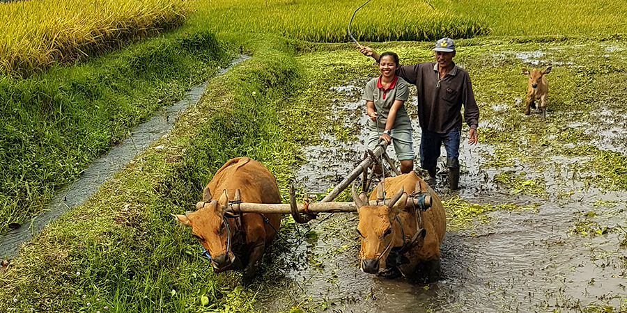 Reisfelder bestellen nach alter Tradition