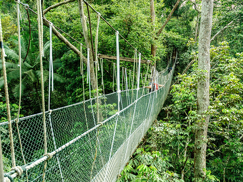 Hängebrücke / Canopy Walk im Taman Negara Nationalpark, Malaysia