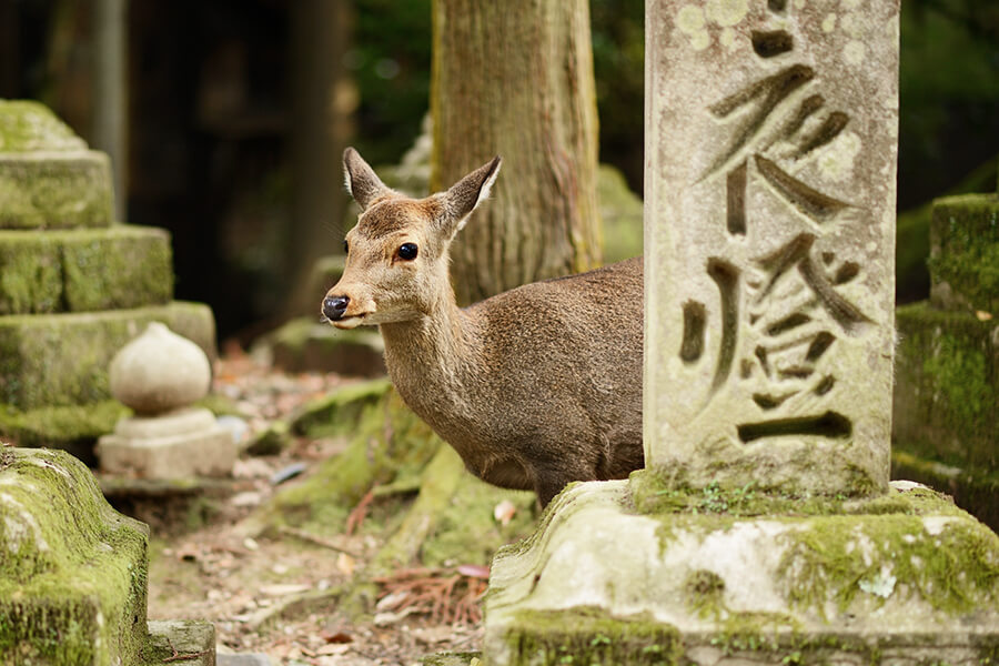Hirschkuh im Kasuga-Taisha-Schrein in Nara