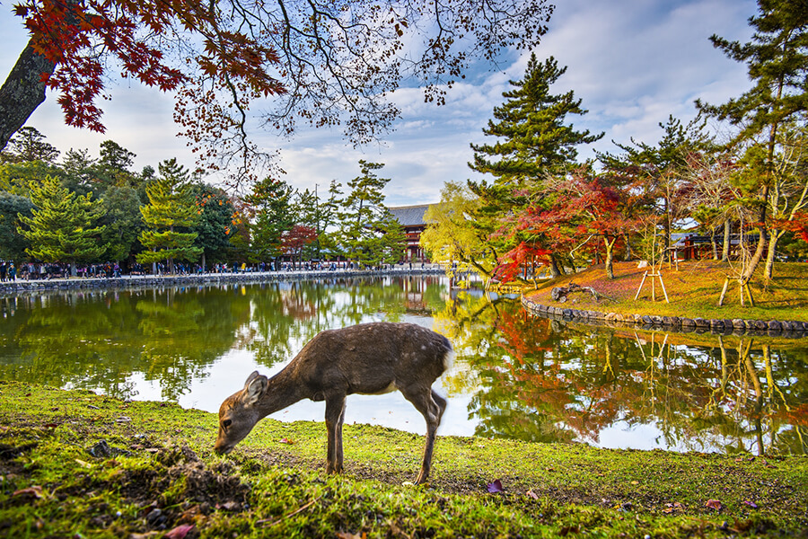 Zahmes Hirschwild streift im Nara Park umher