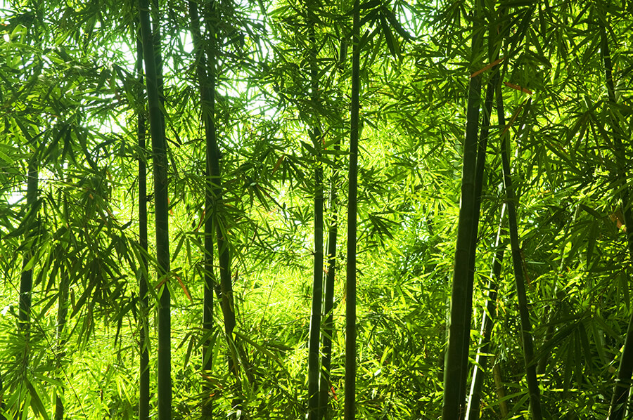 Dichter Bambuswald von Sagano in Kyoto